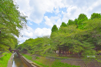 善福寺川緑地