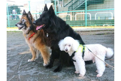 Canine Relationz