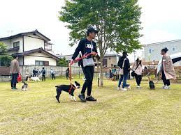 DOG SCHOOL Breeze