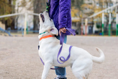 WITH DOG【出張専門】