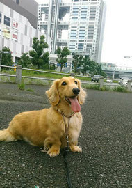 ふんわり・わんはあと【出張専門】