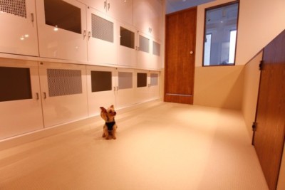 ドッグスタジオ　ラブワン！！　品川芝浦