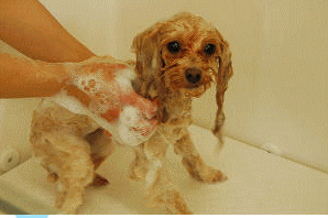 愛犬の美容室ワンアップ