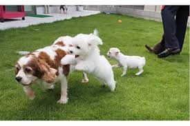 ペットショップマーチ 滑川店