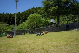 花の奥山高原