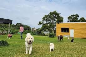 Jasmine Pet Service