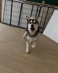 軽井沢犬のほいくえんVita 佐久浅間校