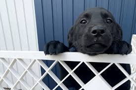 羽島警察犬愛犬大野訓練所
