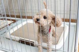 犬の先生