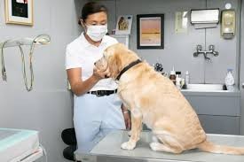 石田イヌネコ病院