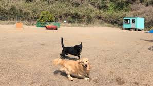 羽島警察犬愛犬大野訓練所