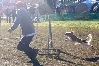 Dog school＆hotel Gaw
