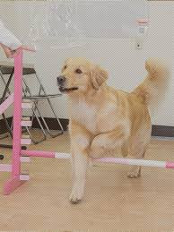 With dog