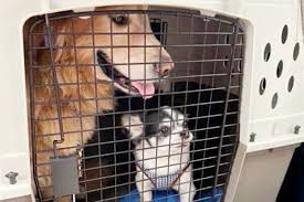 Amore petservice