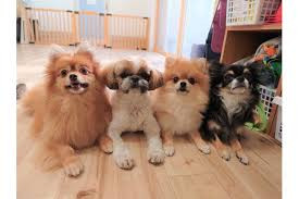 Grand Pets ローリック