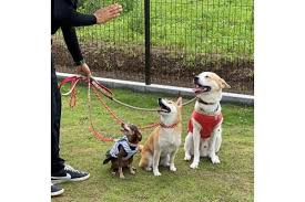 dog.A