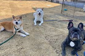 dog.A