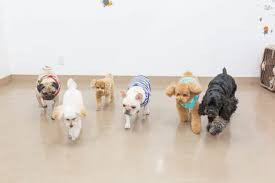 PET CARE&HOTEL 【ulu】-ウル-桜川店