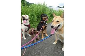 Buddies Dog Service
