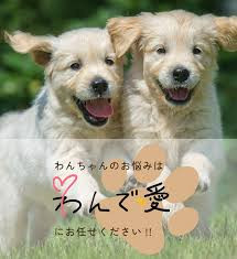 わんで愛
