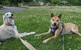 軽井沢犬のほいくえんVita 佐久浅間校