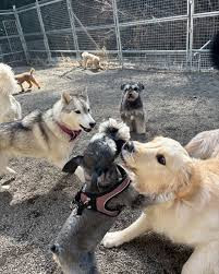 軽井沢犬のほいくえんVita 佐久浅間校