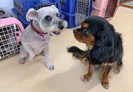 犬のようちえん めい