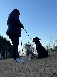 つむぎ DOGSCHOOL