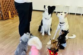 DOG School WANLAVIE