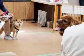 WIZ-DOG CLUBカインズ福岡新宮店