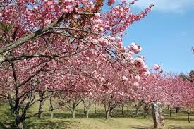 えぼし公園