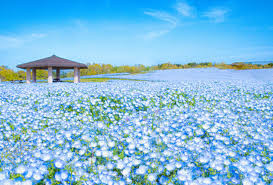 国営海の中道海浜公園