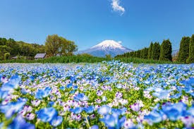 山中湖 花の都公園