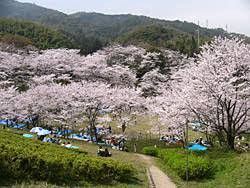 昭和池公園