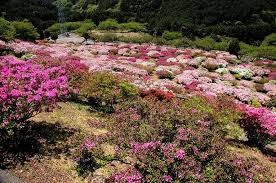竹の古場公園