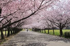 桜公園