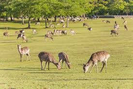 奈良公園
