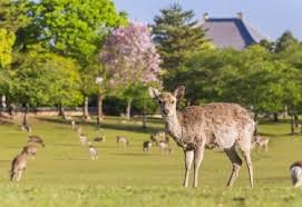 奈良公園