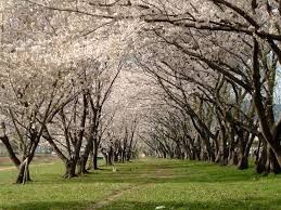 武庫川河川敷緑地