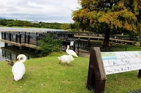 昆陽池公園