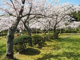 小浜公園