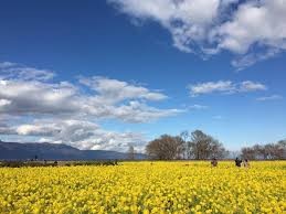 第1なぎさ公園