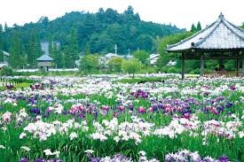 永沢寺花しょうぶ園【休園】