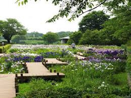館林つつじが岡第二公園 (館林花菖蒲園)