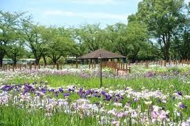 館林つつじが岡第二公園 (館林花菖蒲園)