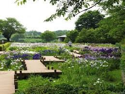館林つつじが岡第二公園 (館林花菖蒲園)