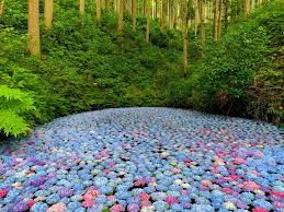 みちのくあじさい園