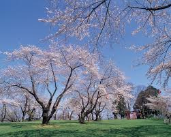 紫波城山公園