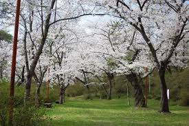矢祭山公園