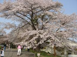 美の山公園